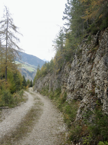 In den Wäldern von Thal (Osttirol)