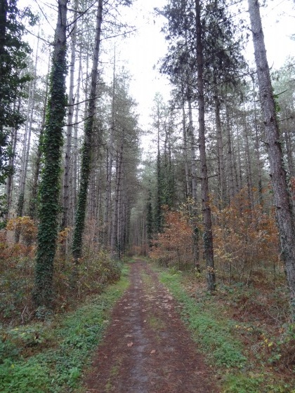 Le Chemin du Tour des Bois