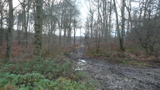 Le chemin en for&ecirc;t de Retz