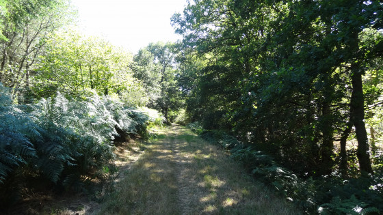 Le chemin entre fougères et forêt