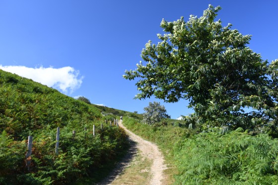 Le chemin monte à travers les fougères