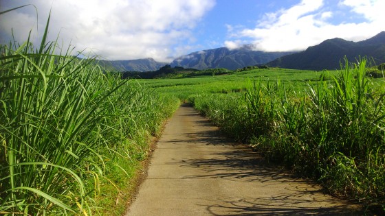 Le Chemin Platane
