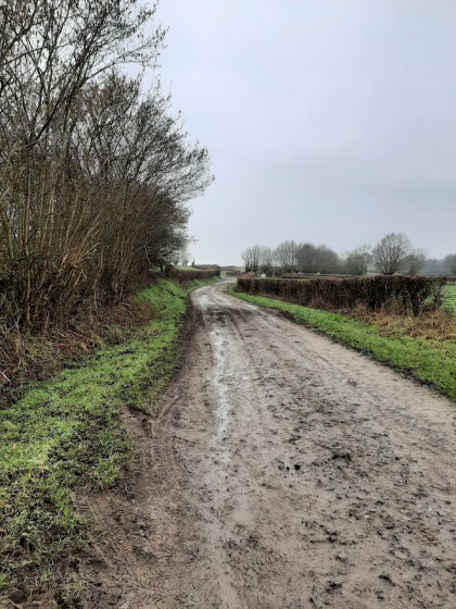 Le chemin serpente entre les haies