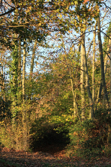 Le chemin vert