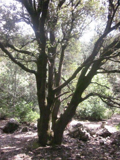 le chêne à la bifurcation point 2
