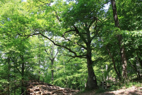 Le chêne de la chapelle en été