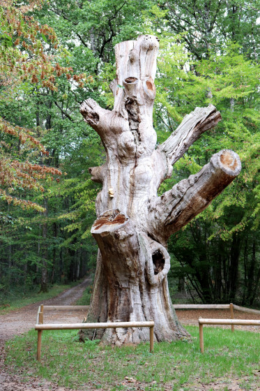 Le Chêne des Pendus