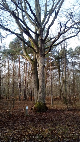 Le Chêne du Grand Veneur