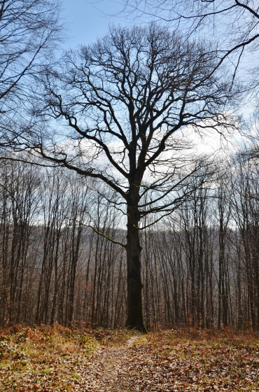 Le chêne en hiver