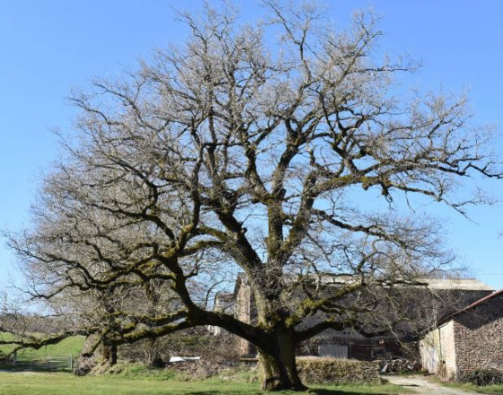 Le chêne remarquable d'Alaret