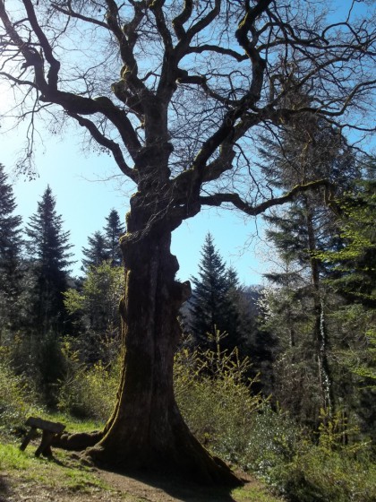 le chêne remarquable