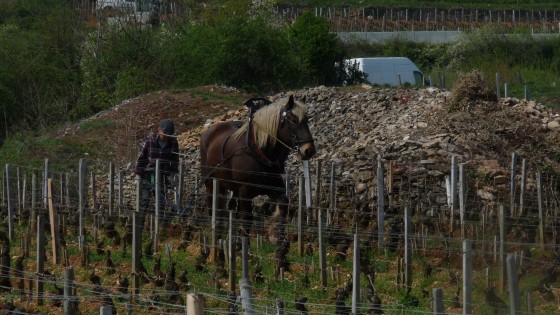 Le cheval et vigneron