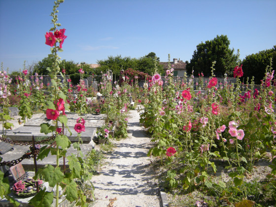 Le cimetière où règnent les roses trémières