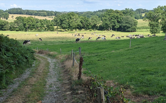 Chemin entre les pâturages