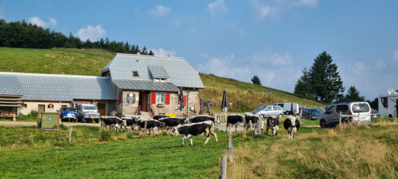 Vaches Vosgiennes au Col du Haag