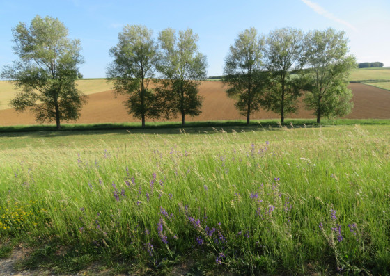 Le coteau de Janicardel