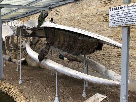 Le crâne de la baleine de Luc-sur-Mer