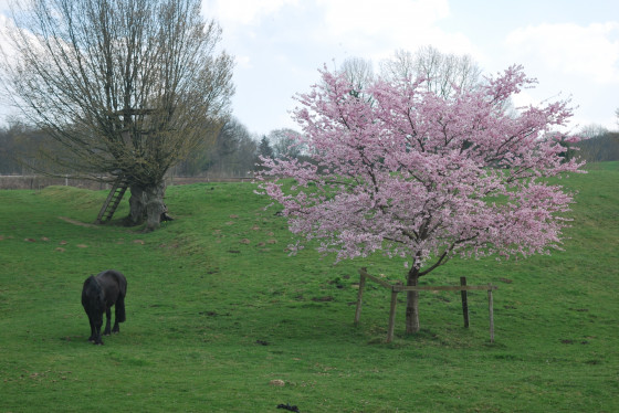 Début de printemps