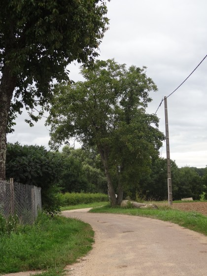 Le deux têtes