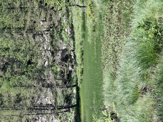 Le fameux lac aux grenouilles