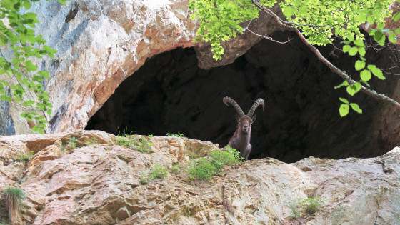 Le Gardien de la Grotte des Gaulois