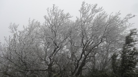le givre au primtemps