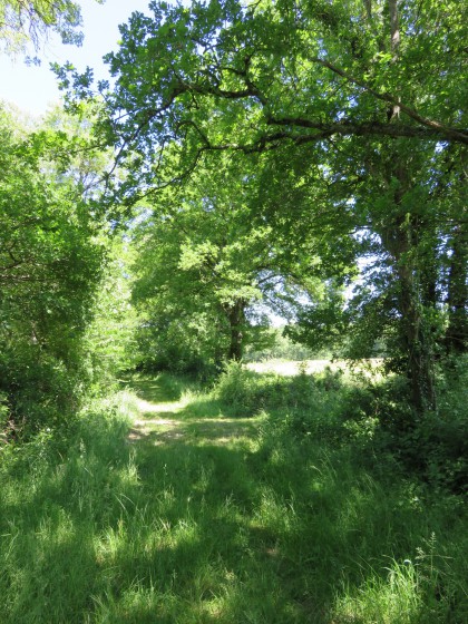 Le GR atteint un chemin plus large après 200 m