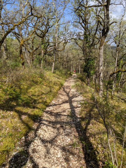 Le GR dans la forêt de chênes