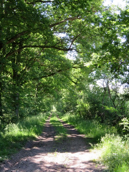 le GR dans une partie boisée