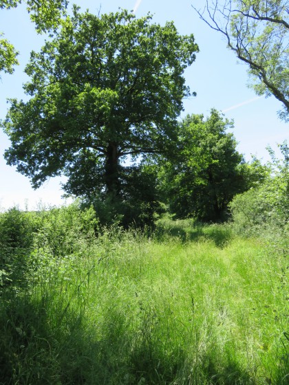Le GR perdu dans de hautes herbes