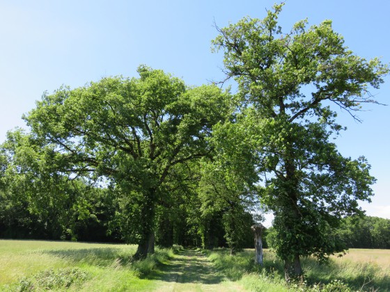 Le GR rentre dans un bois