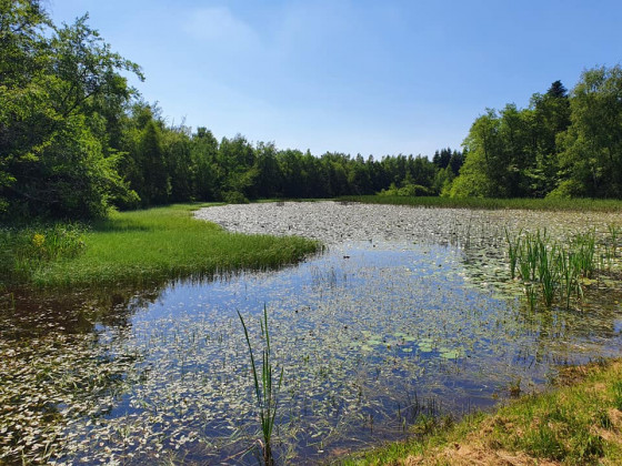 Le grand étang en fin de printemps