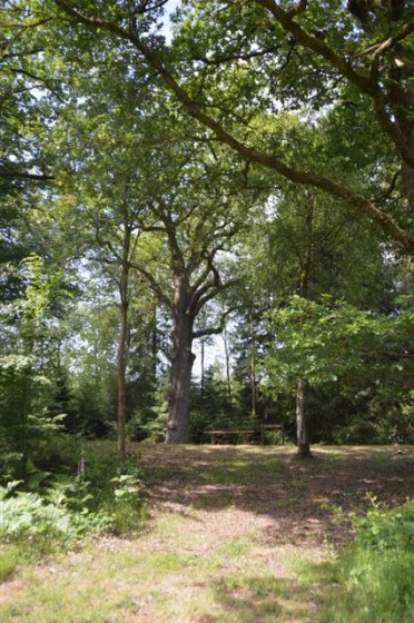 Le Gros Chêne en forêt des Hazelles