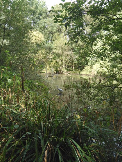 Le héron au long bec