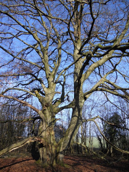 Le Hêtre des Batailles, arbre remarquable