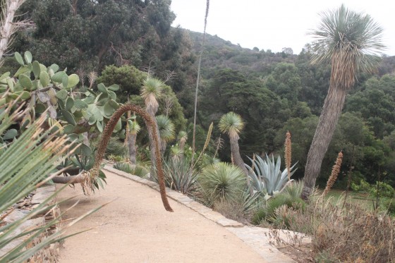Le Jardin des Méditerranées