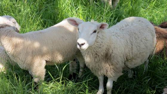 Moutons