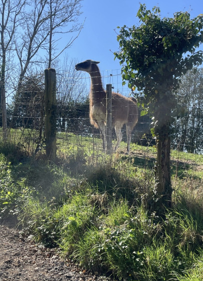Le Lama