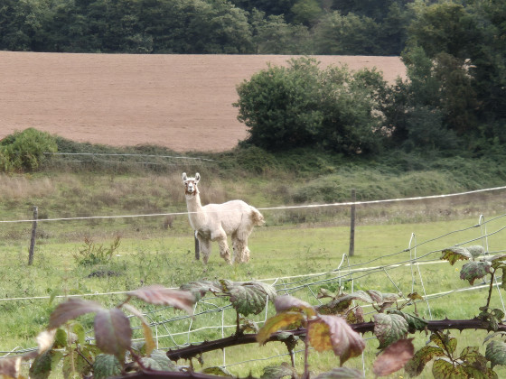 Lama