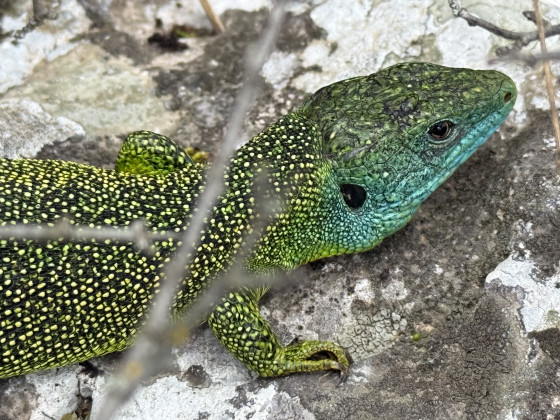 Le l&eacute;zard blanc du Roc Vert. Ou inversement !