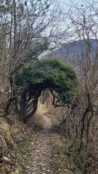 Le lierre en arche