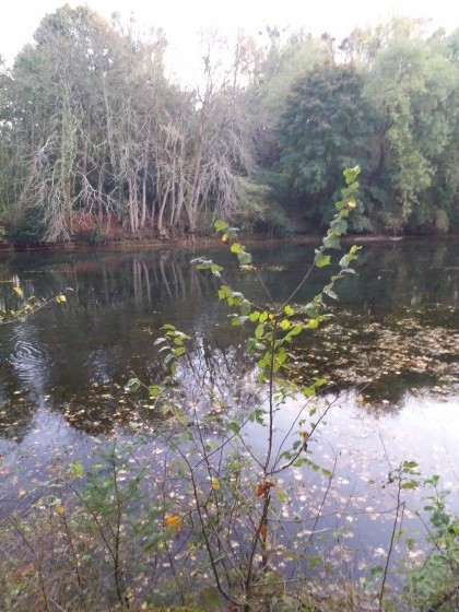 Le Loiret près du Moulin de Saint Santin
