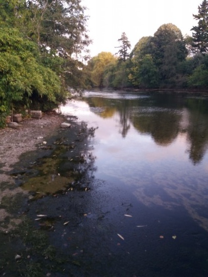 Le Loiret vu du Moulin des Tacreniers