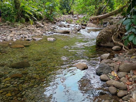 le long de la rivi&egrave;re moustique