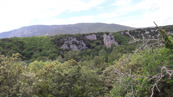 Vue au long des berges de l\'Hérault