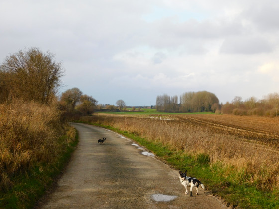 Le long des champs