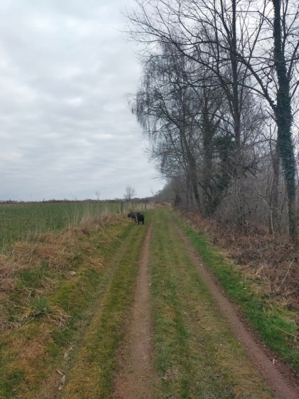 Le long du champs