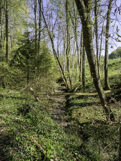 Le long du Rupt de Vau