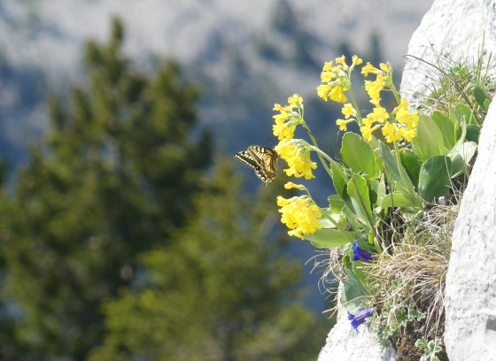 Le Machaon de l\'Arpettaz