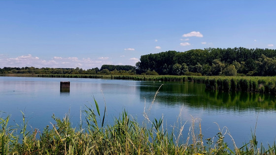 Le marais d'Harchies